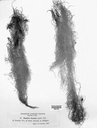 Ramalina chondrina image